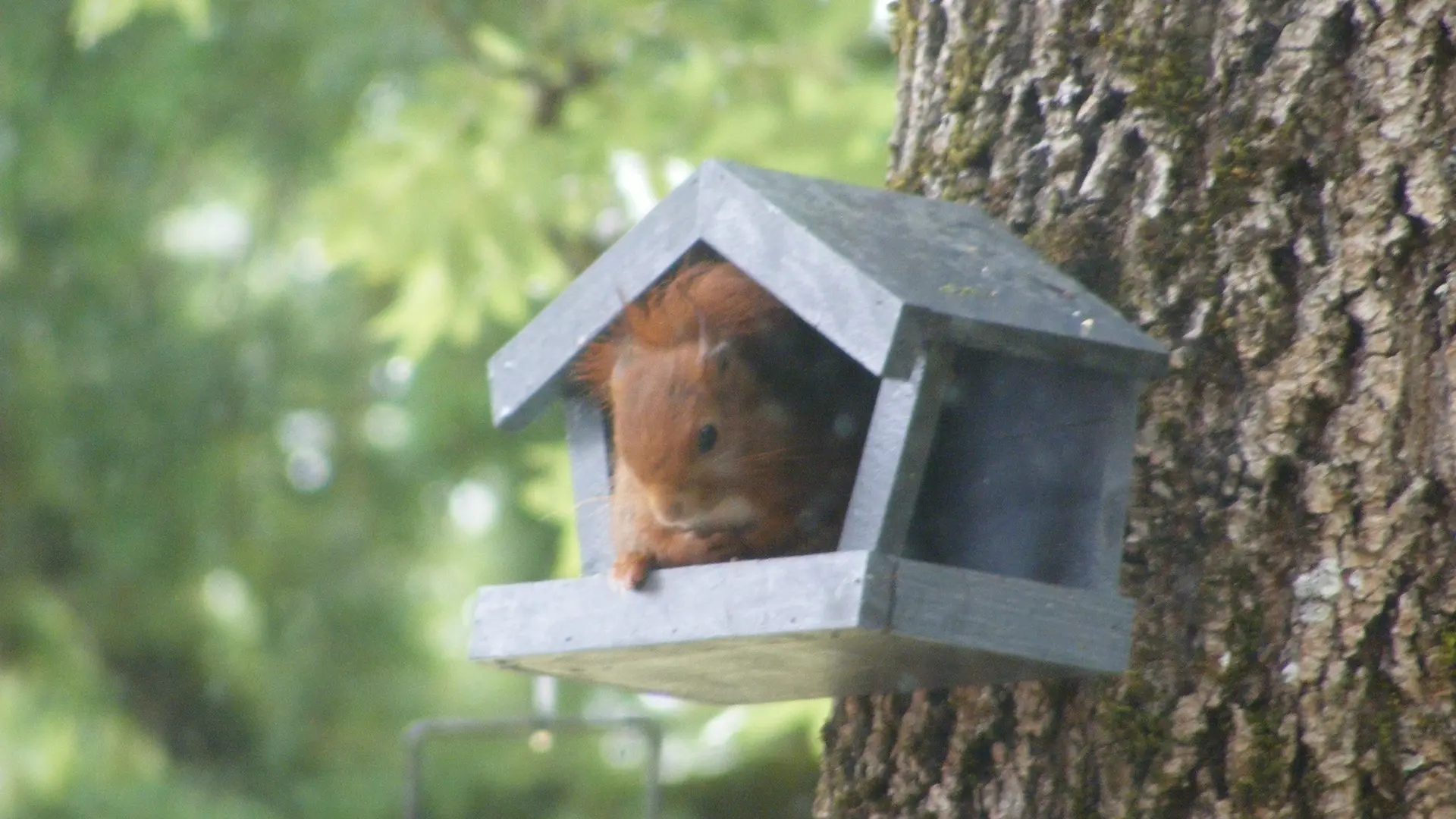 où que visitent d'étonnants voisins