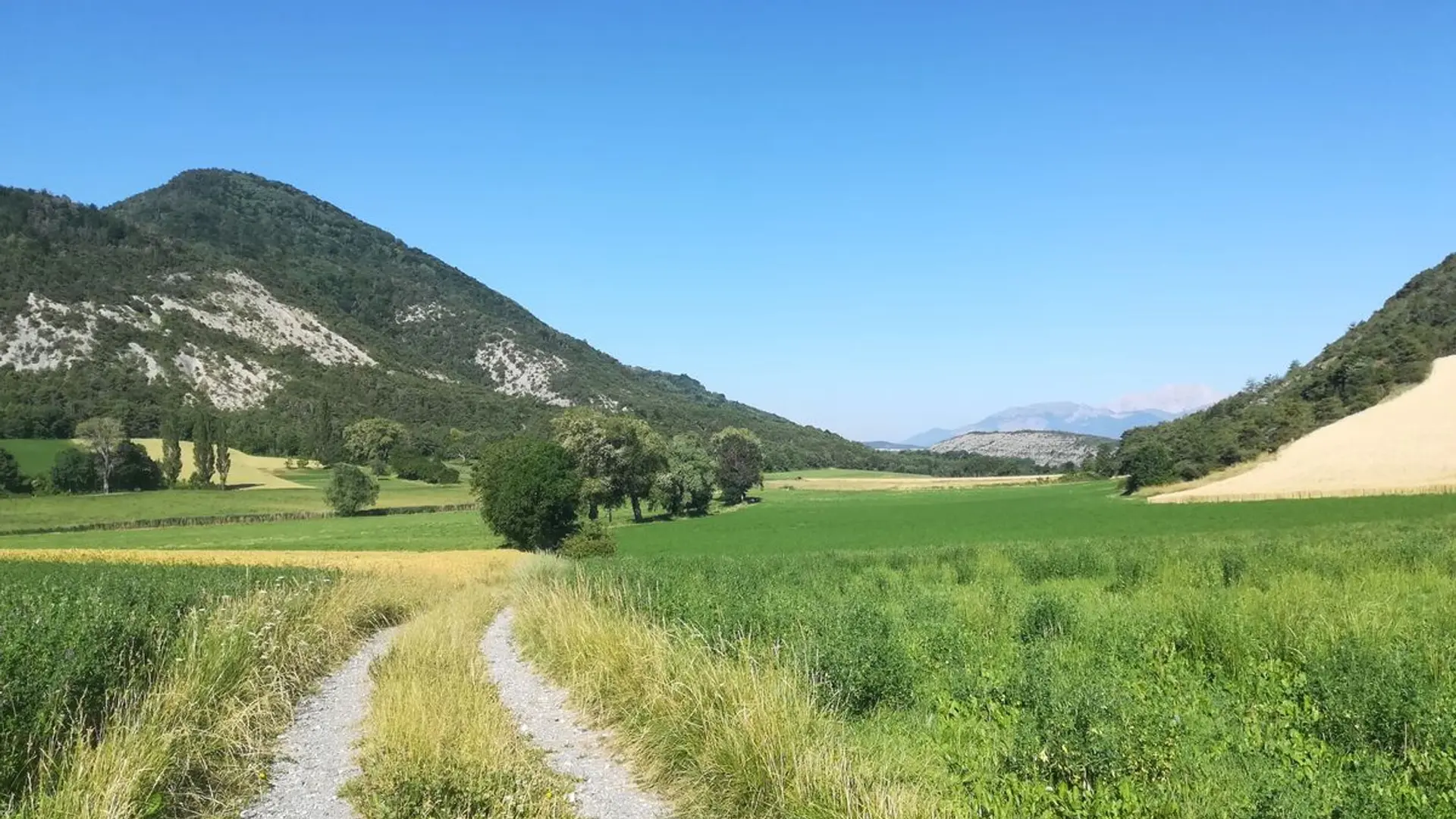 Chemin au milieu des champs agricoles