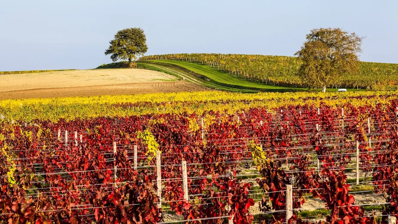 Vue sur le vignoble