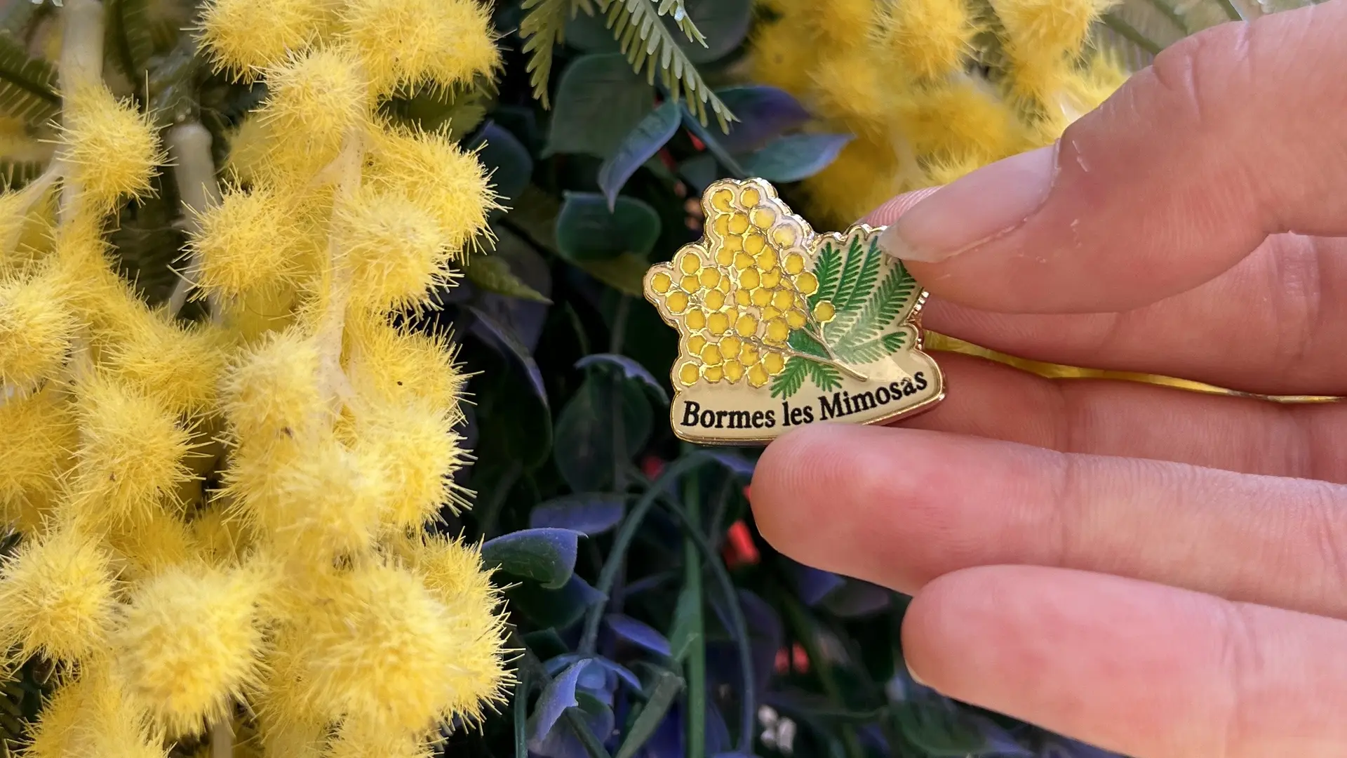 Pin's mimosa