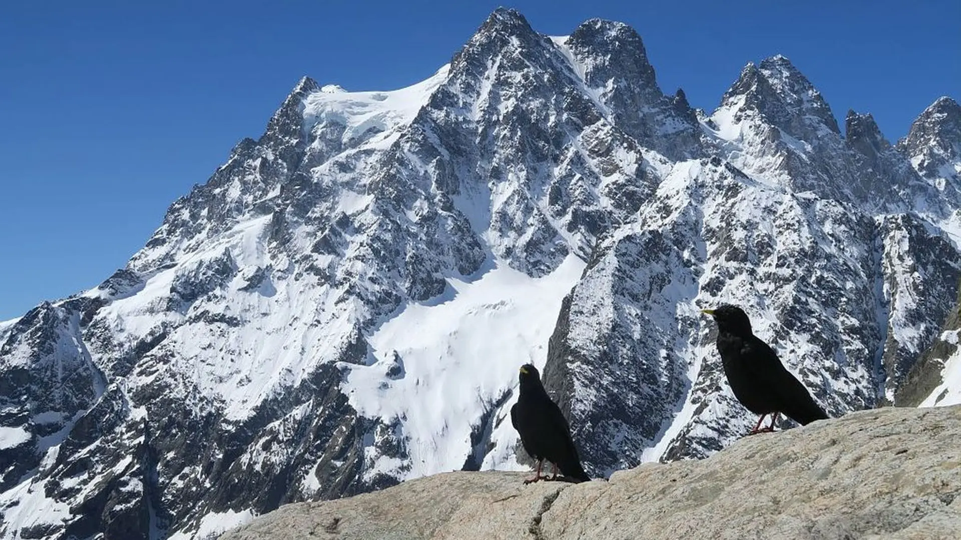 Le Pelvoux depuis le refuge du Glacier Blanc