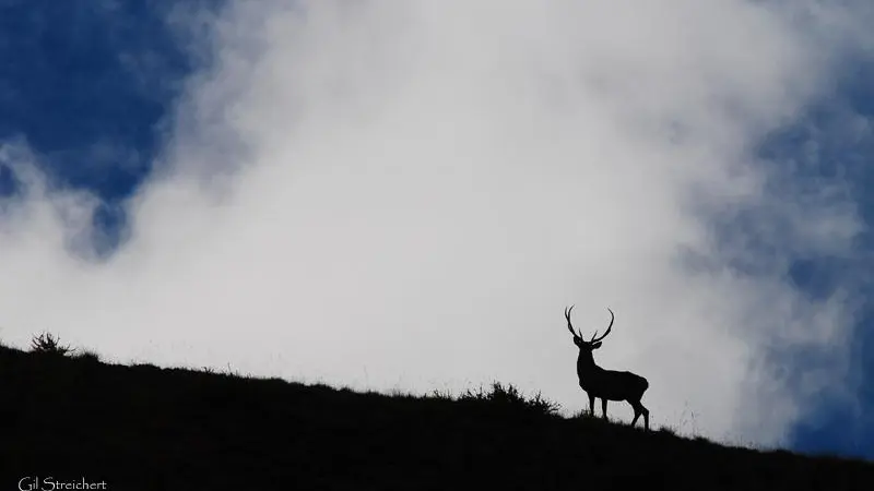 La grande faune du Mercantour