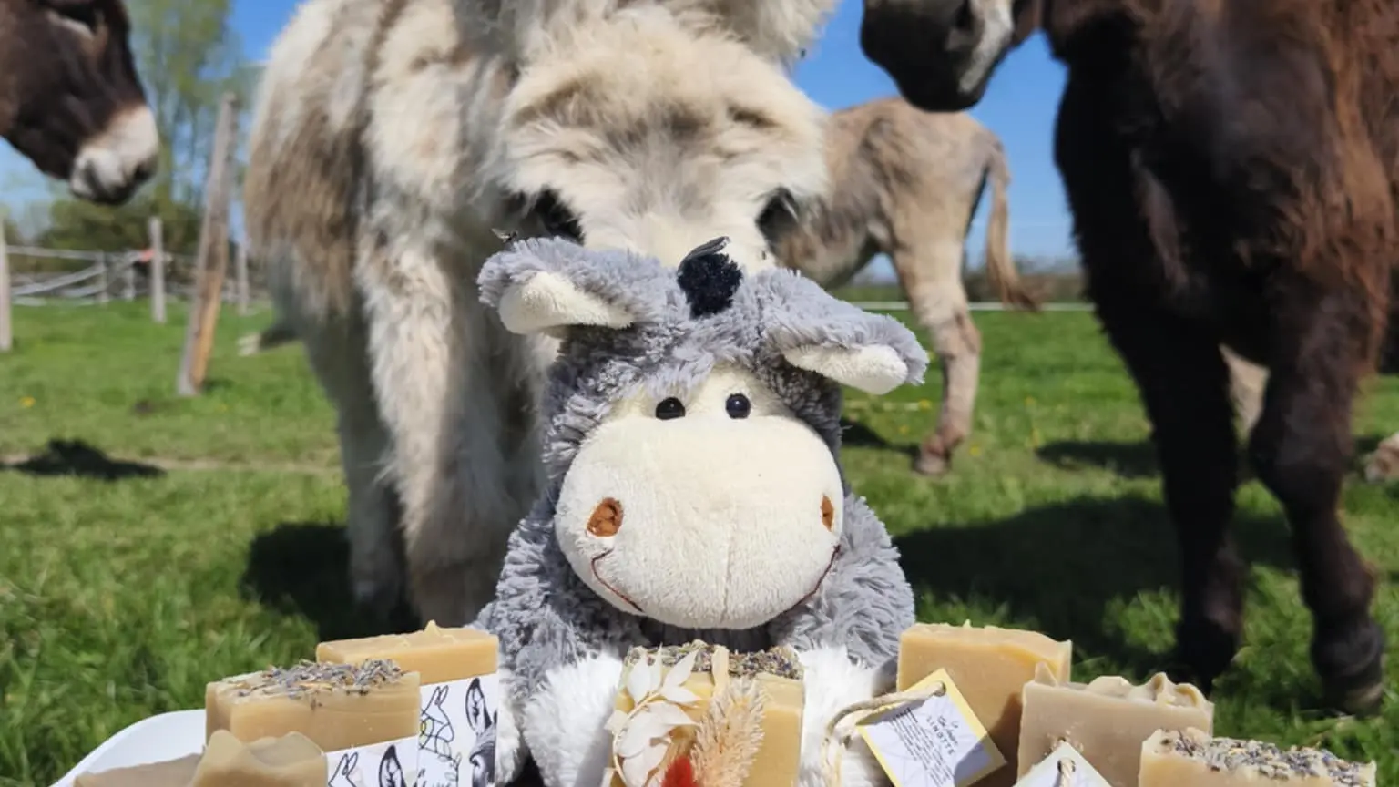 Découvrez ce que nos ânesses vous offrent