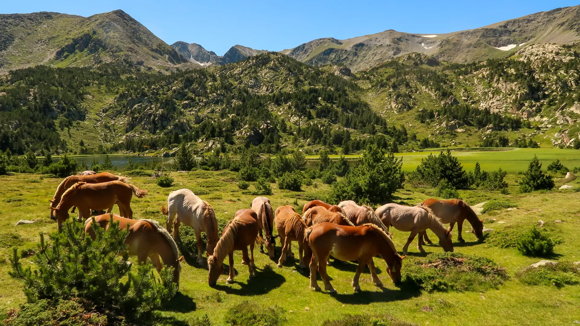 Chevaux aux Bouillouses