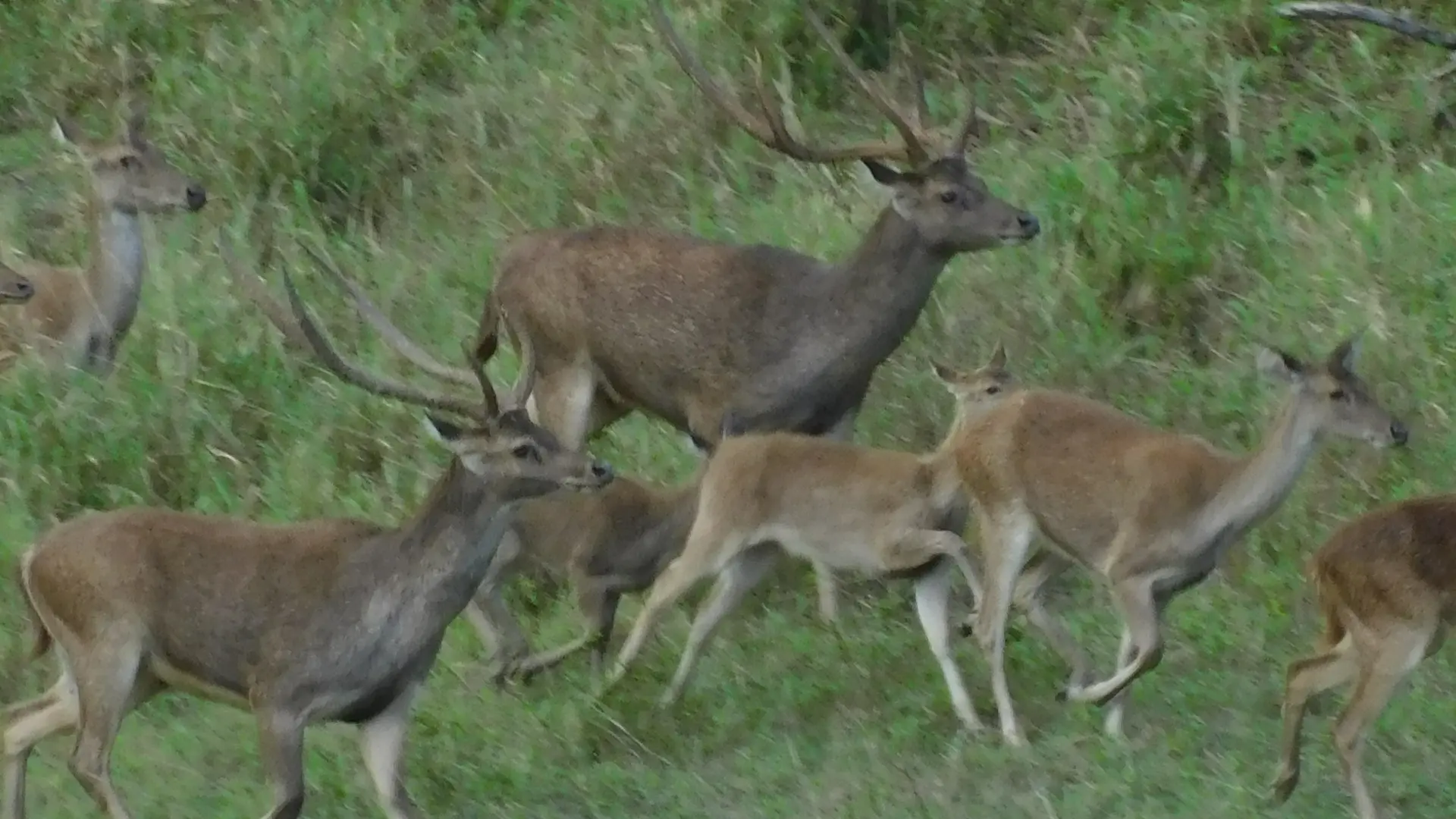 Chasse sur une propriété d'élevage - La Cotonnière