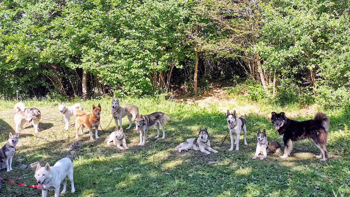 Cani-marche avec Passion Traineau