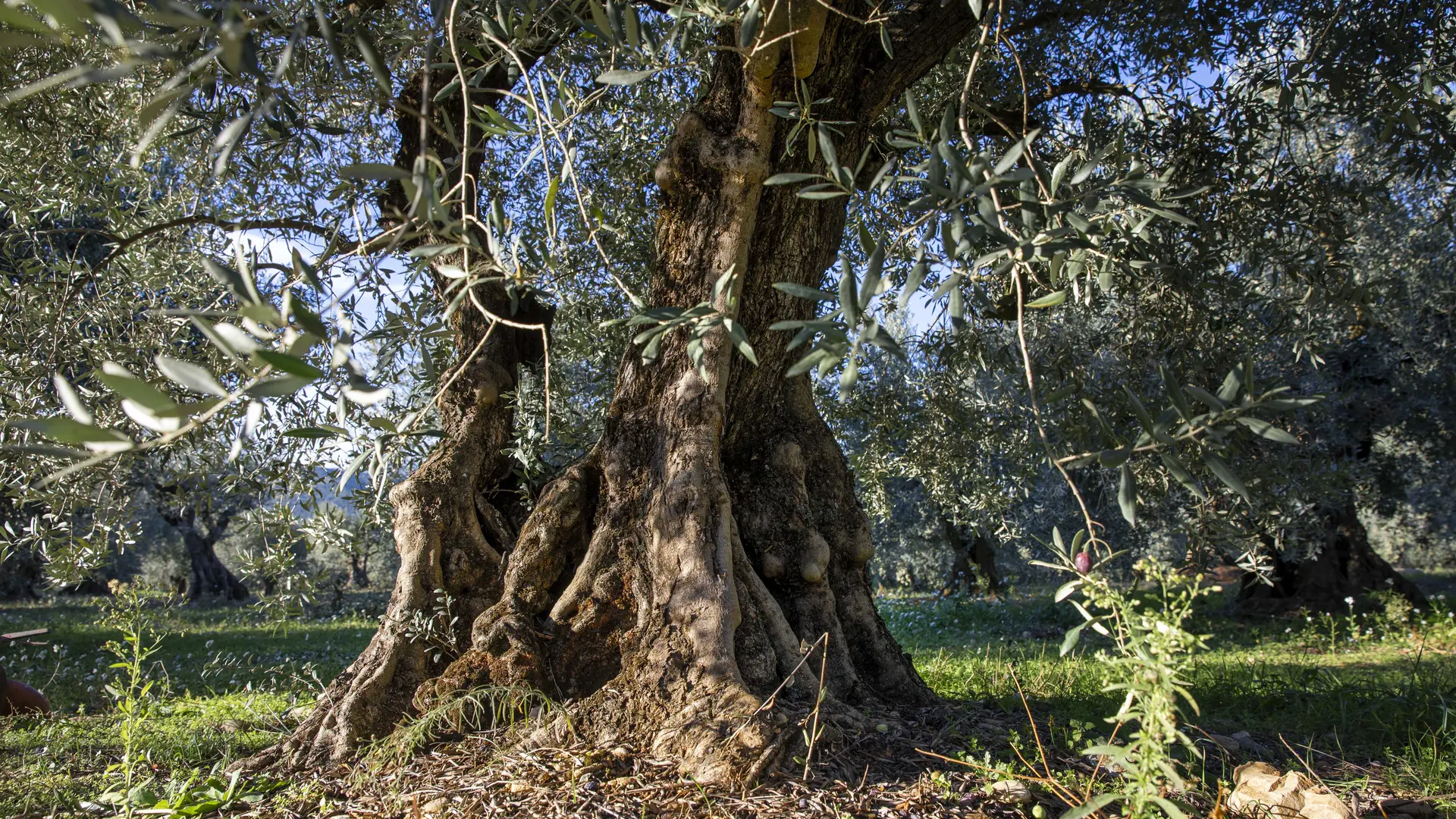 Le sentier découverte du chemin des Oliviers ©Thibaut VERGOZ