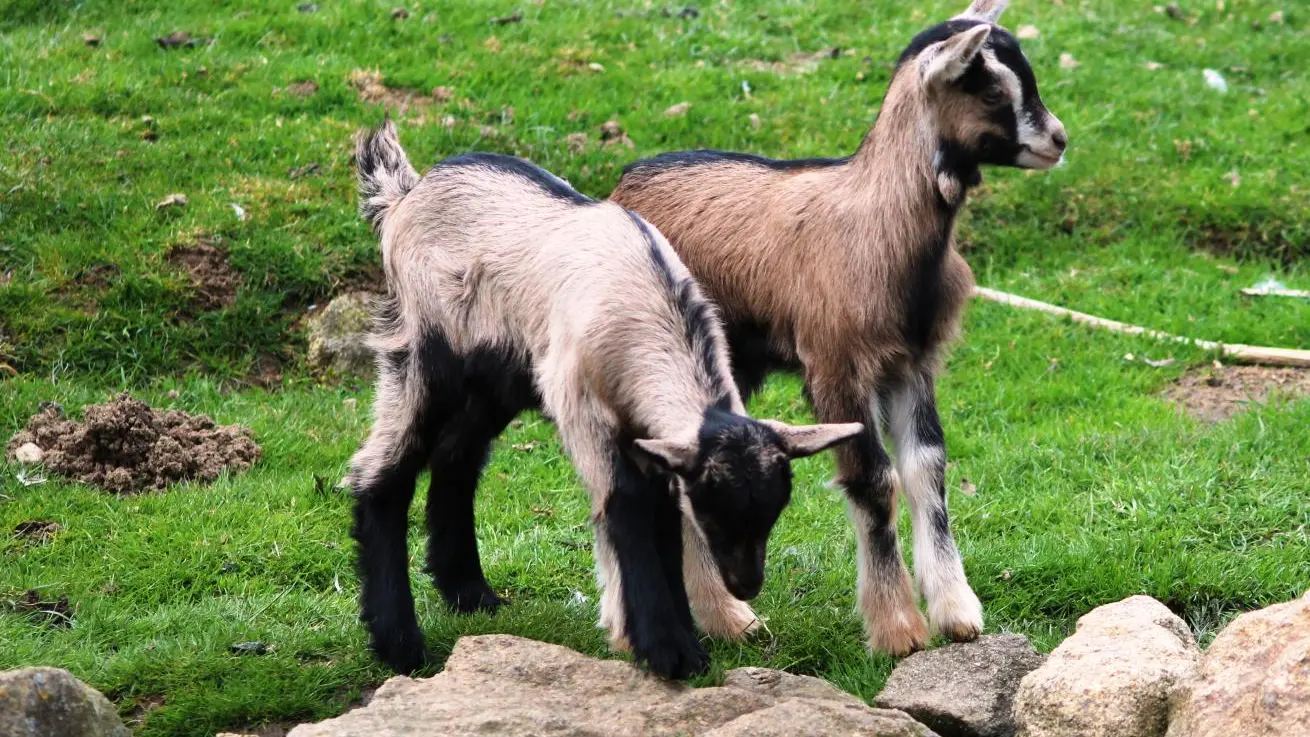 Présences de chevreaux au printemps et l'été