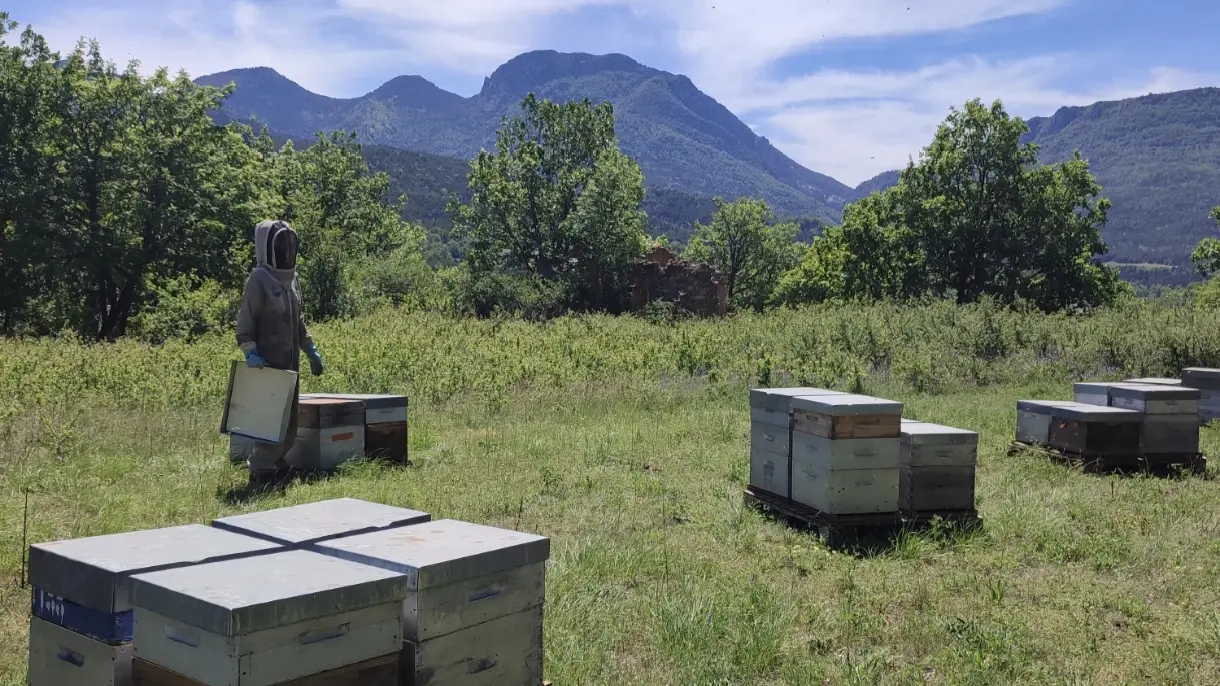 Production du miel de montagne en cours