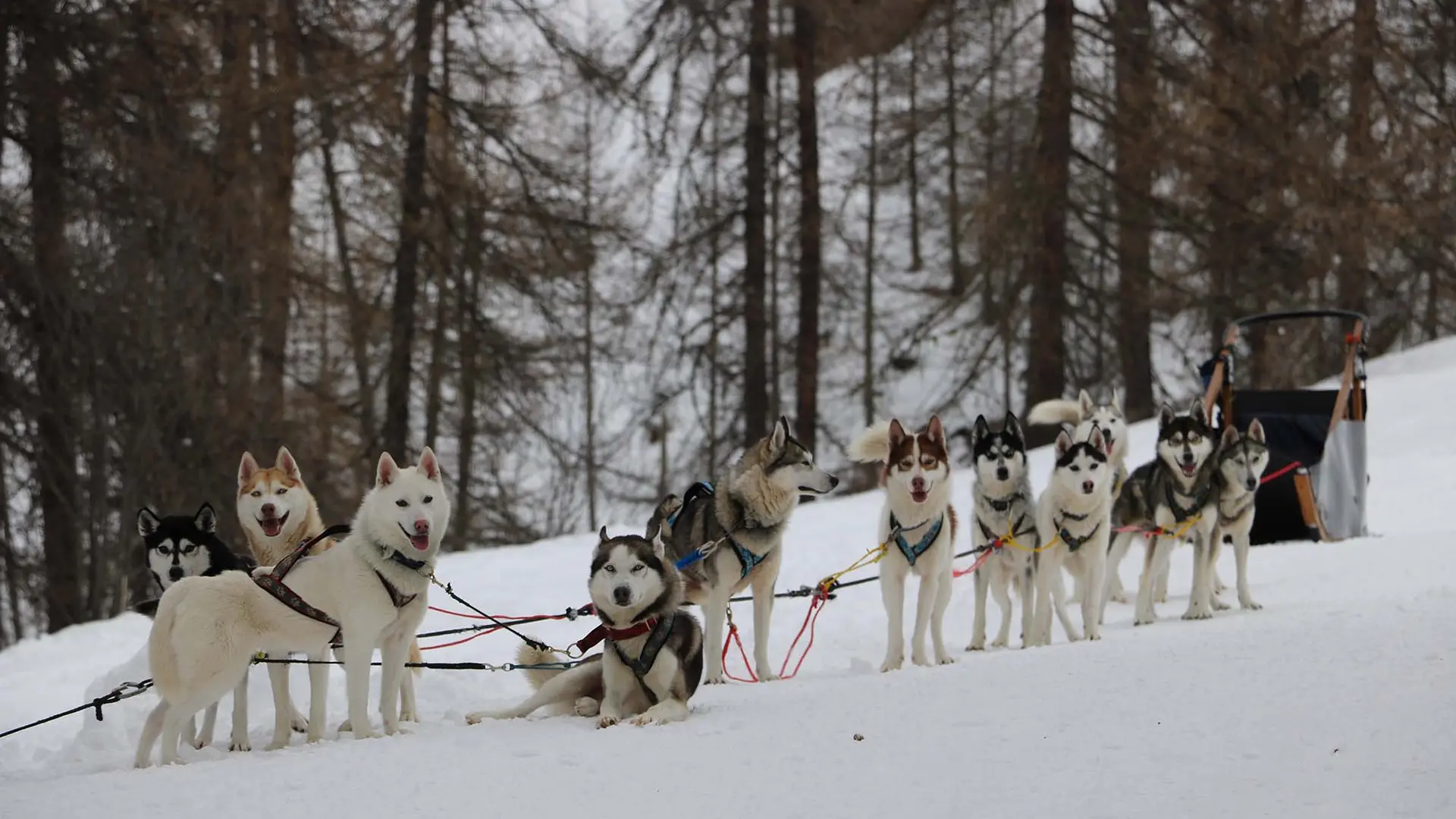 Chiens de traineau