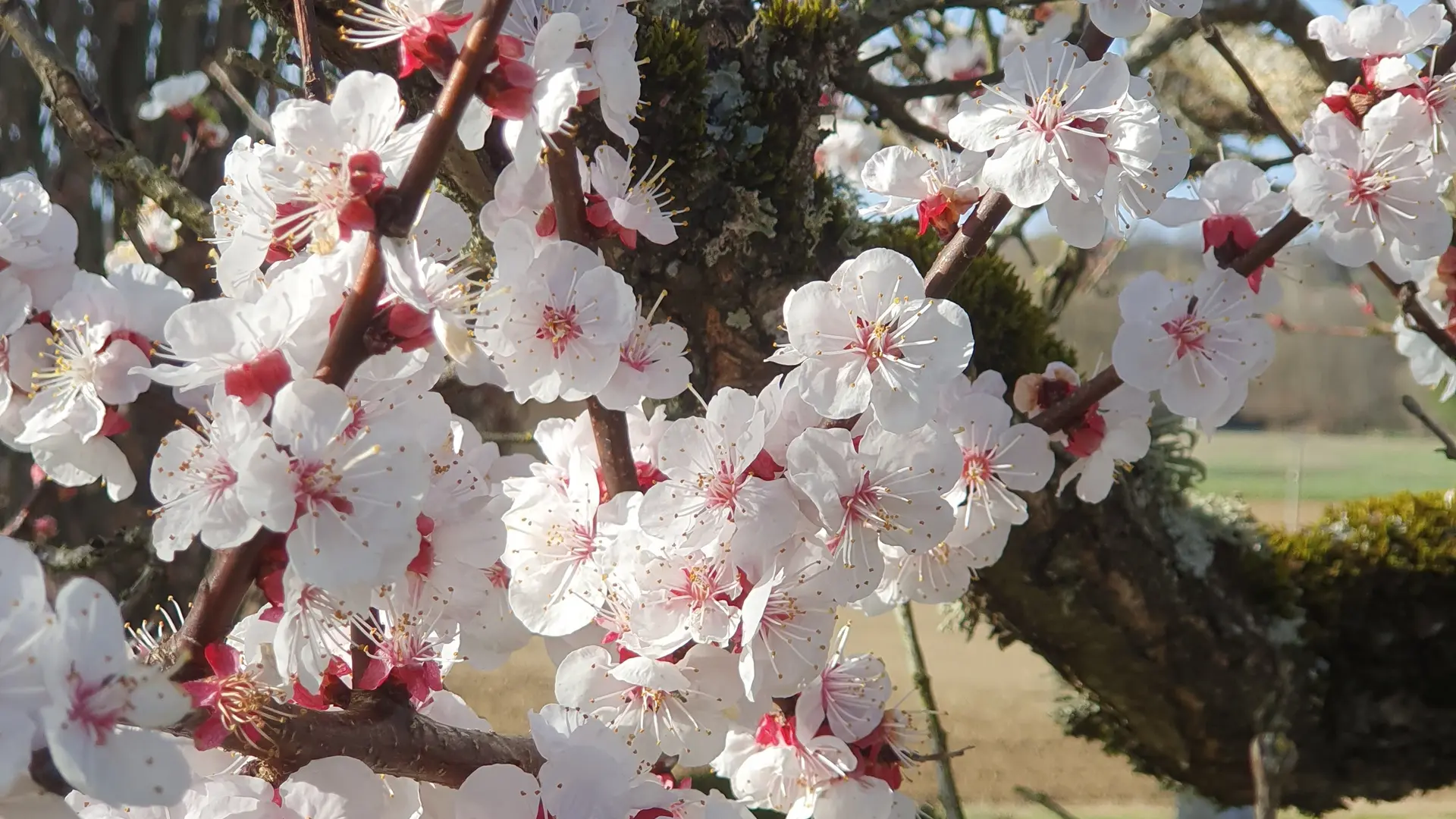 quelques fruitiers le long de l'allée
