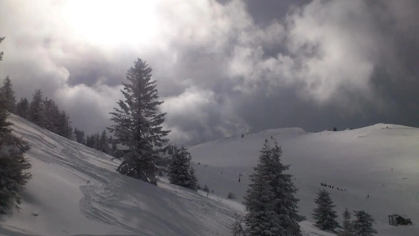 Ski dans les sapins.
