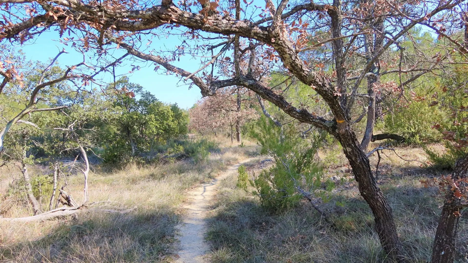 Sentier à travers la garrigue