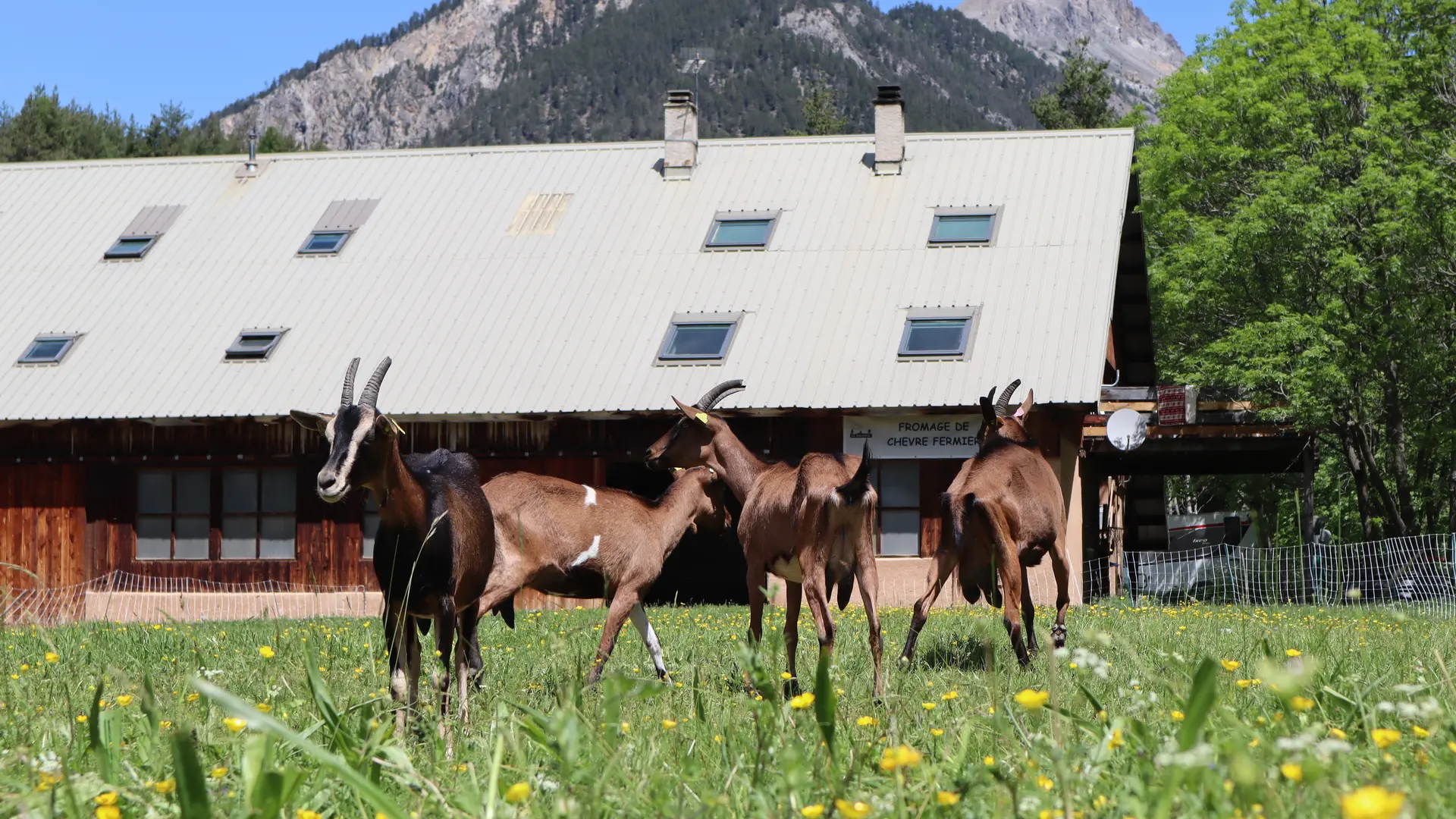 Chevre