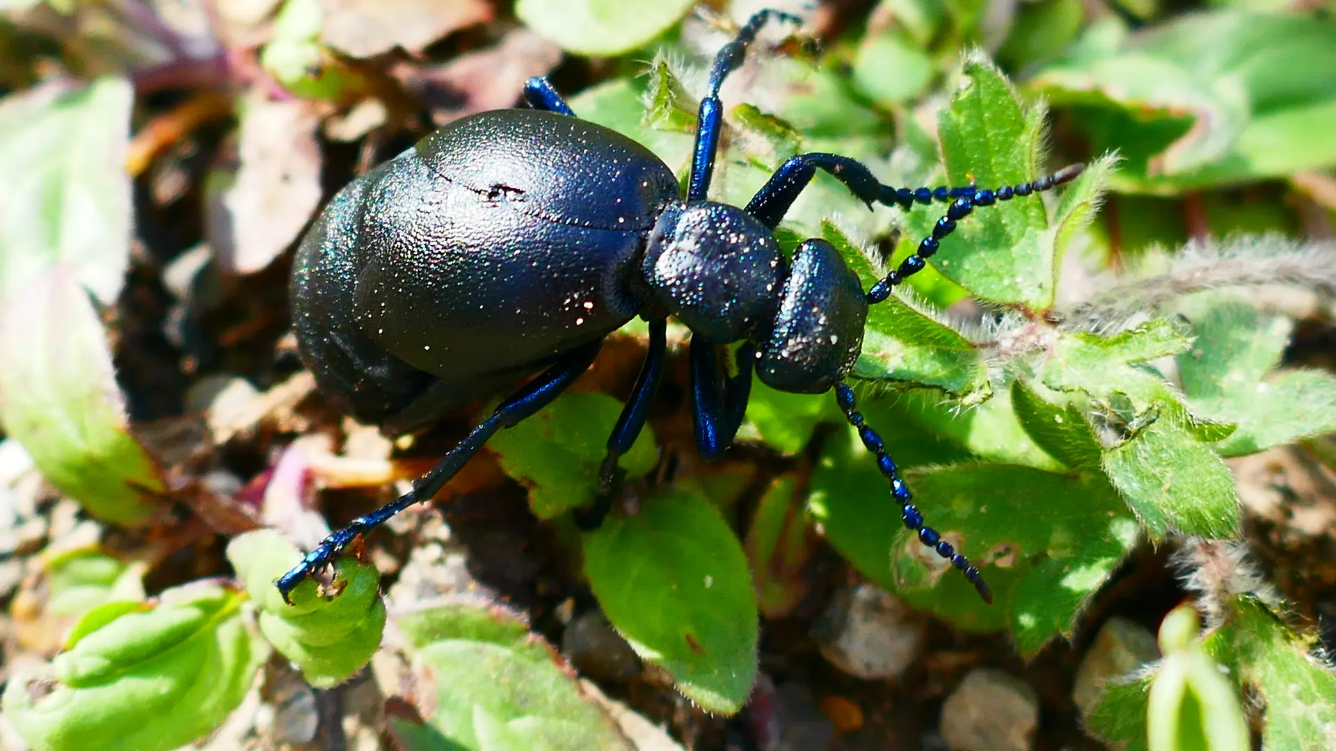 Meloe proscarabaeus