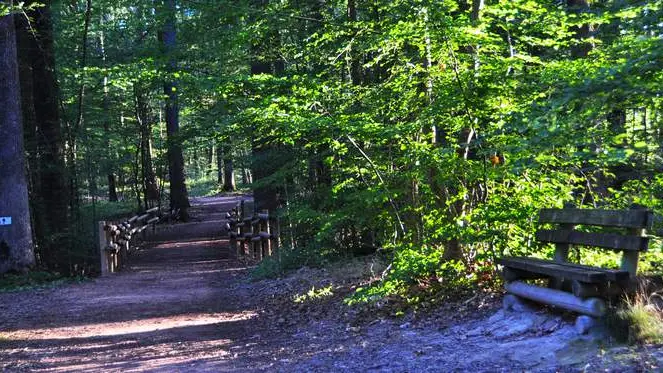Forêt de Lespinasse