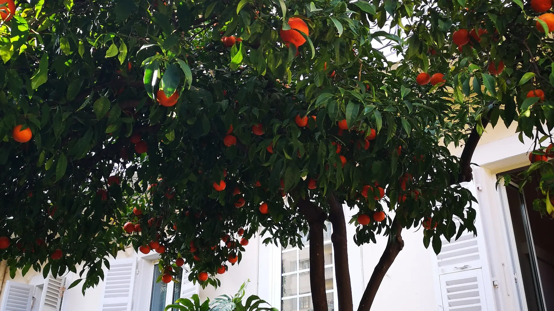 jardin avec les orangers