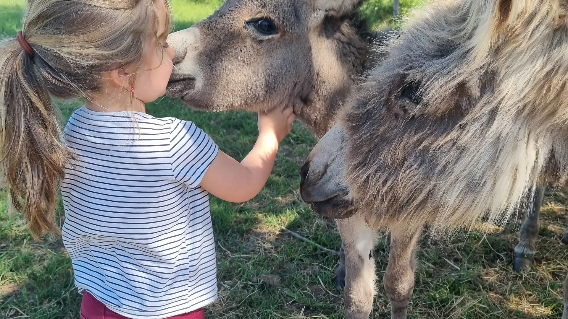 L'âne, un ami d'une grande douceur avec les enfants