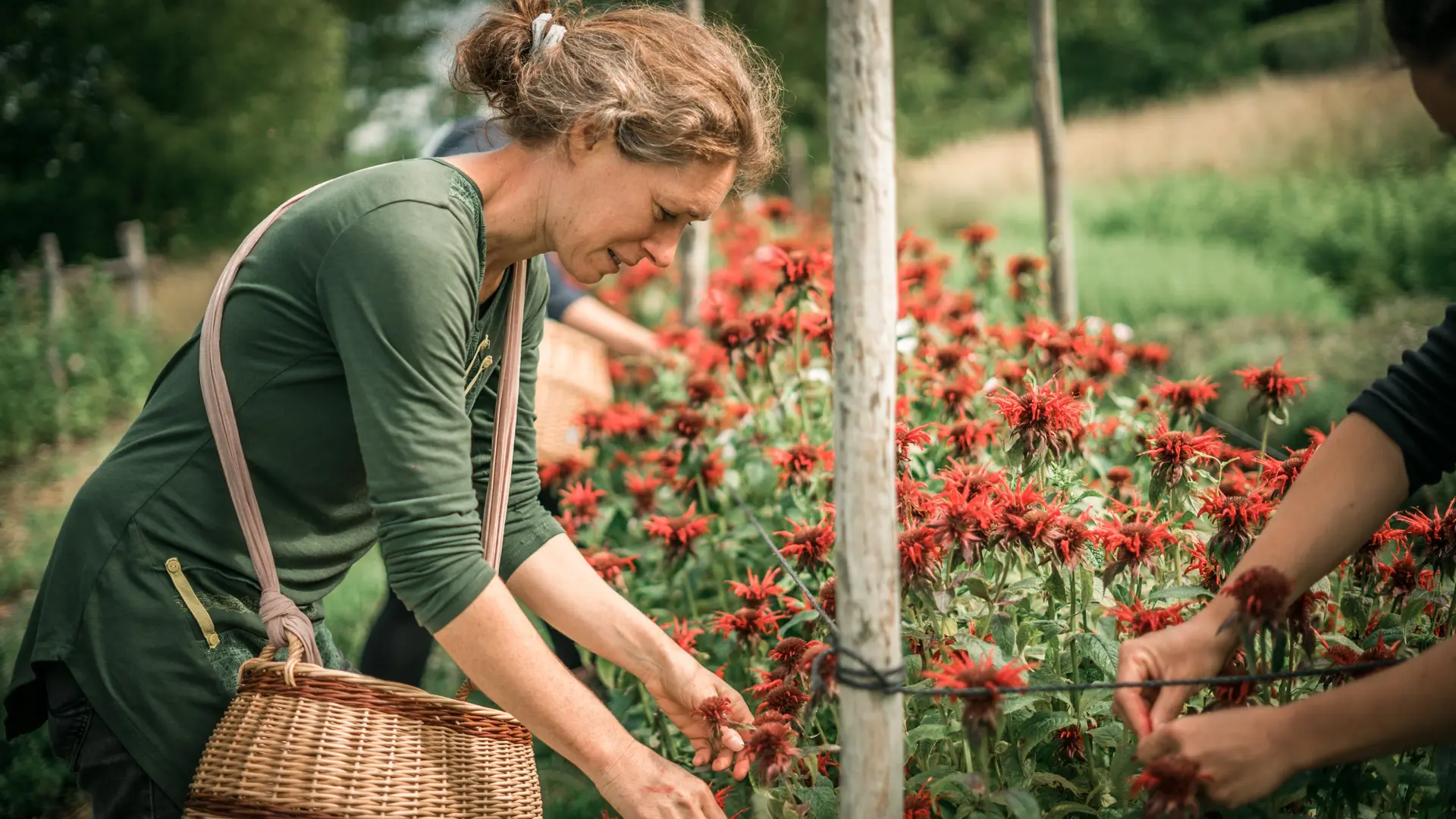 Cueillette de monarde par Catherine