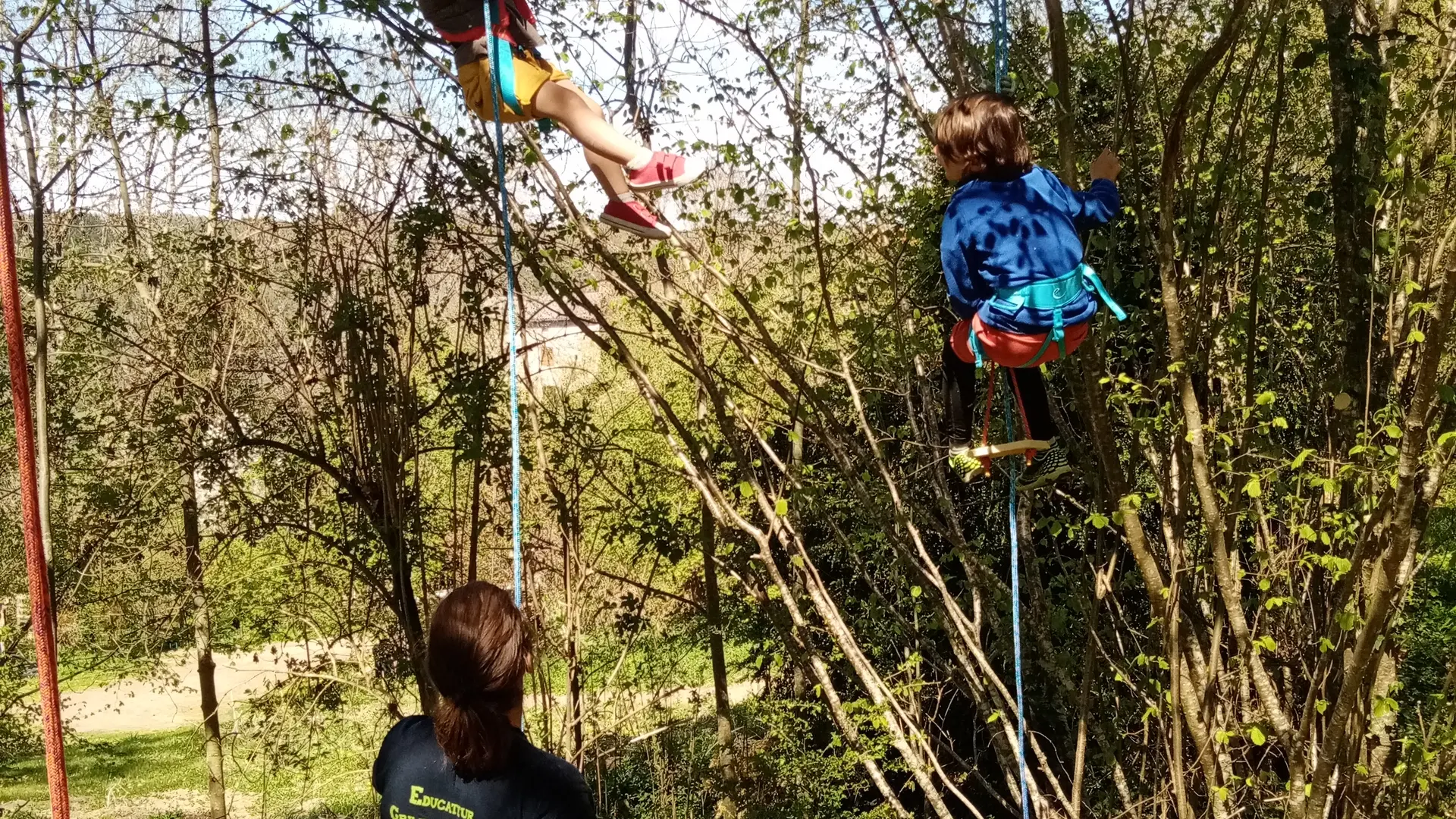 Grimpe d'arbre