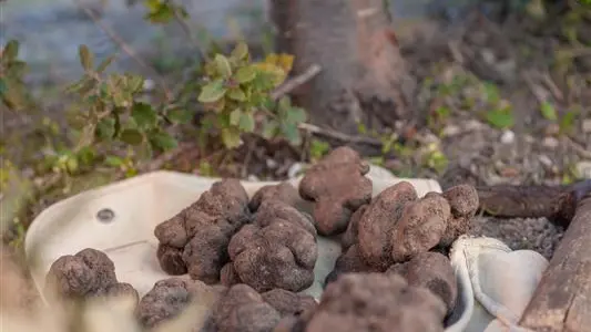 Truffes