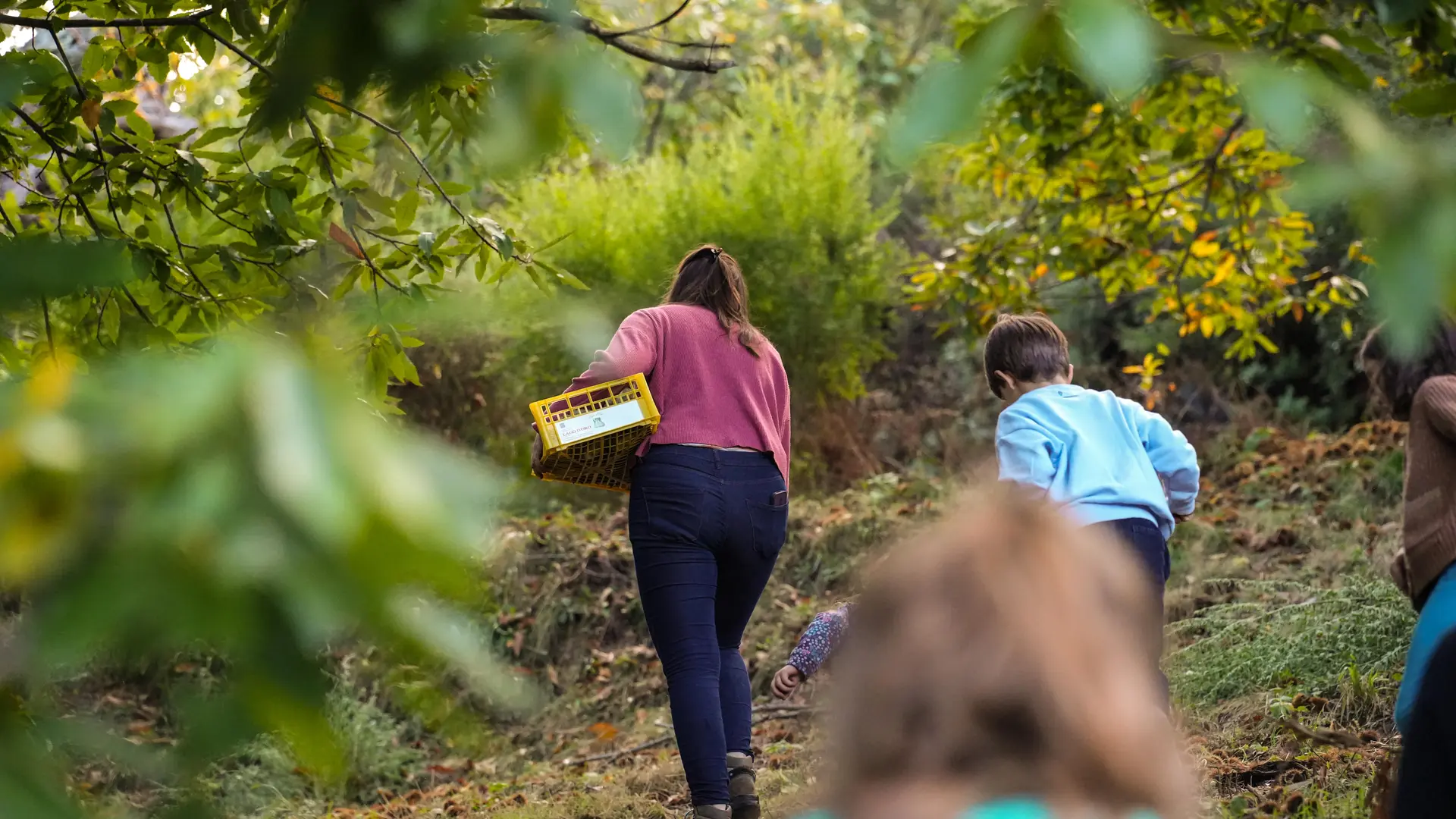 Chataigneraie Godissard à Collobrières
