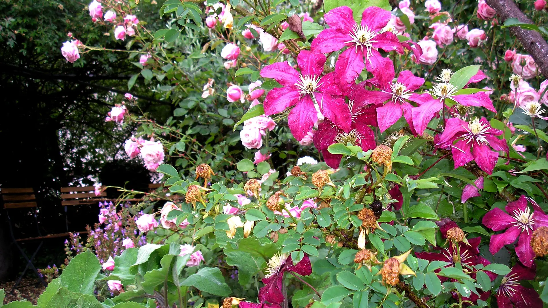 Jardin des Cordeliers