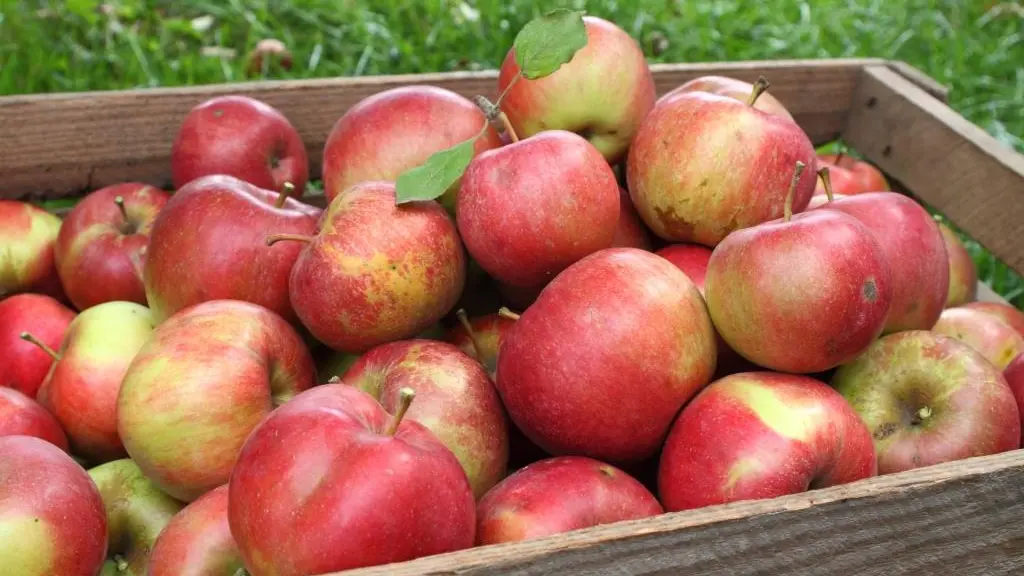 cagettes de pommes de la vallée de la Durance