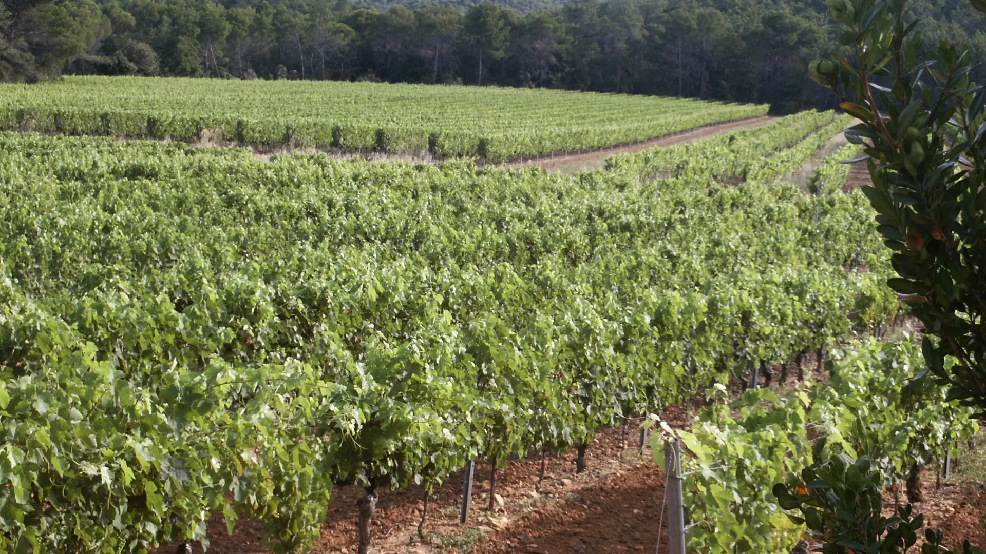 vue sur le vignoble