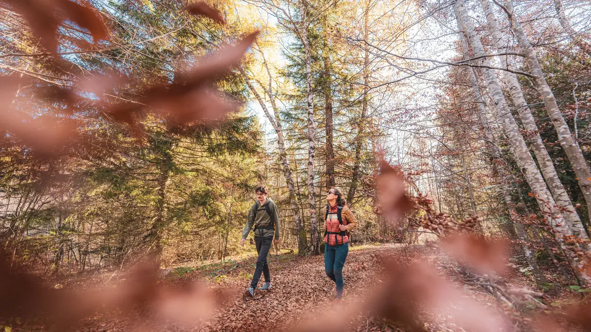 Foret du col de la Doria