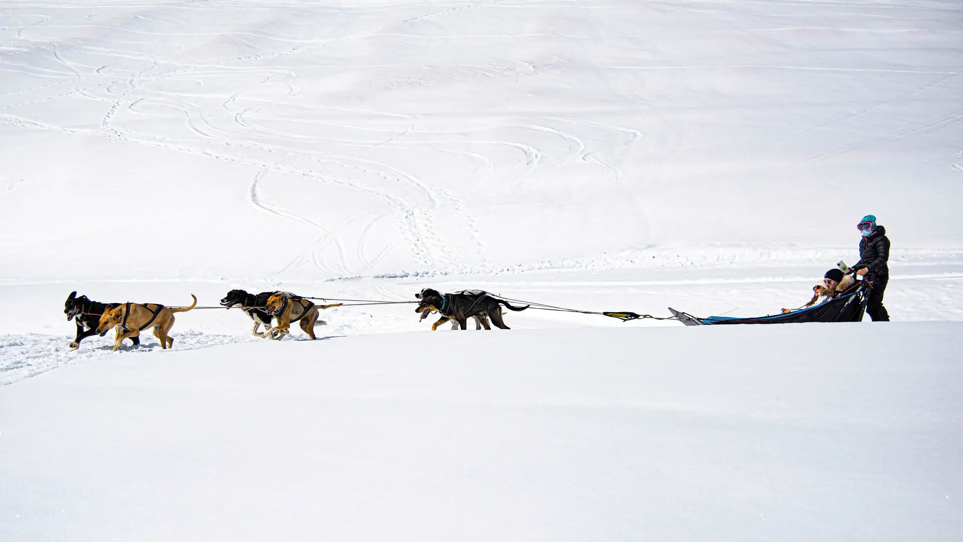 Traîneau à chiens_Chiens Traineau