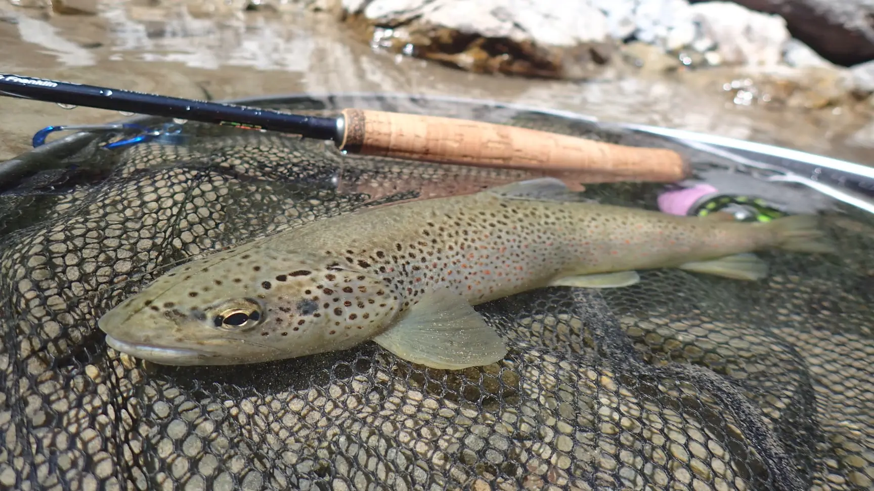 Pêche de la truite à la mouche