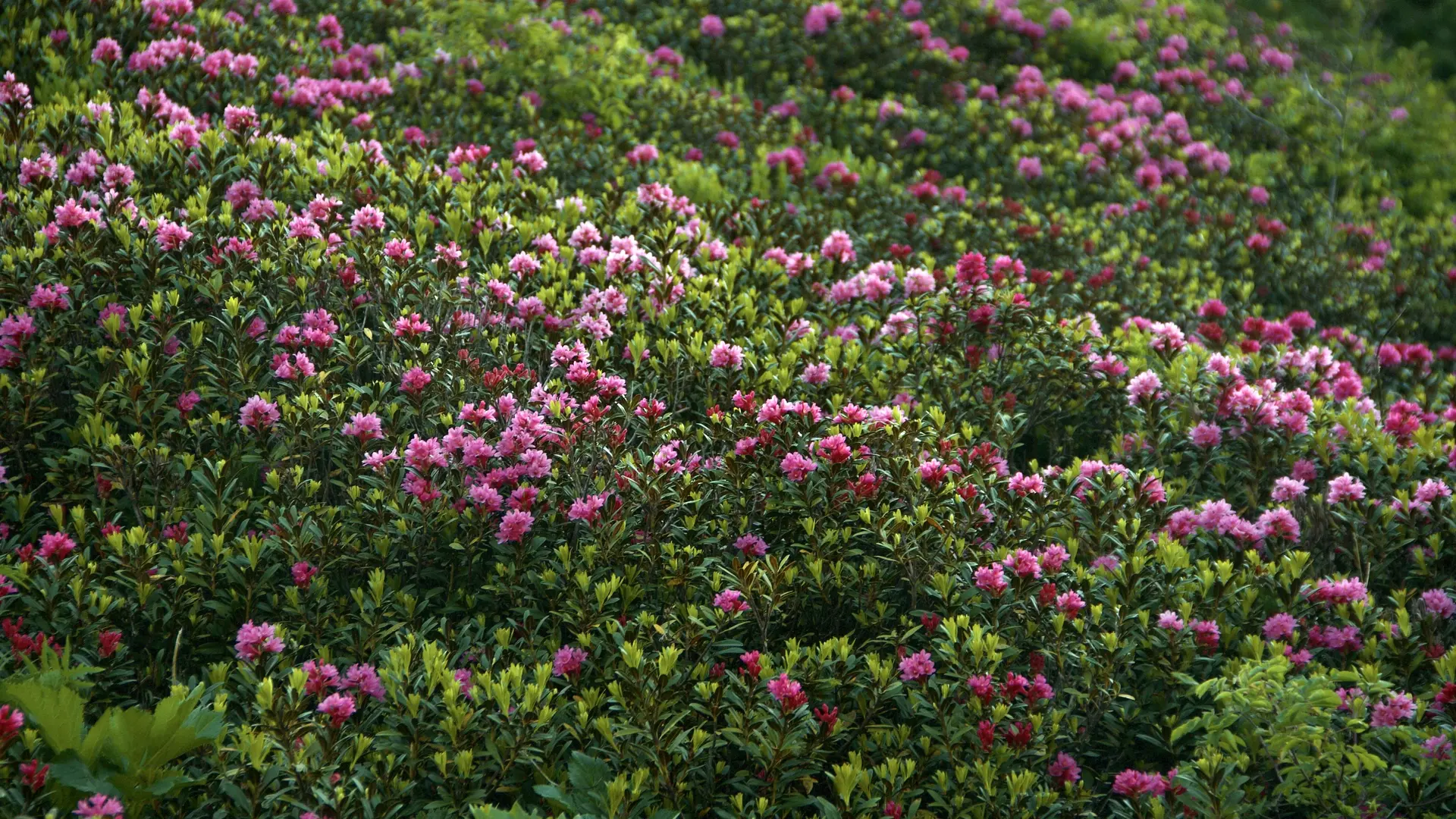 Petite boucle de Laval aux Drayères