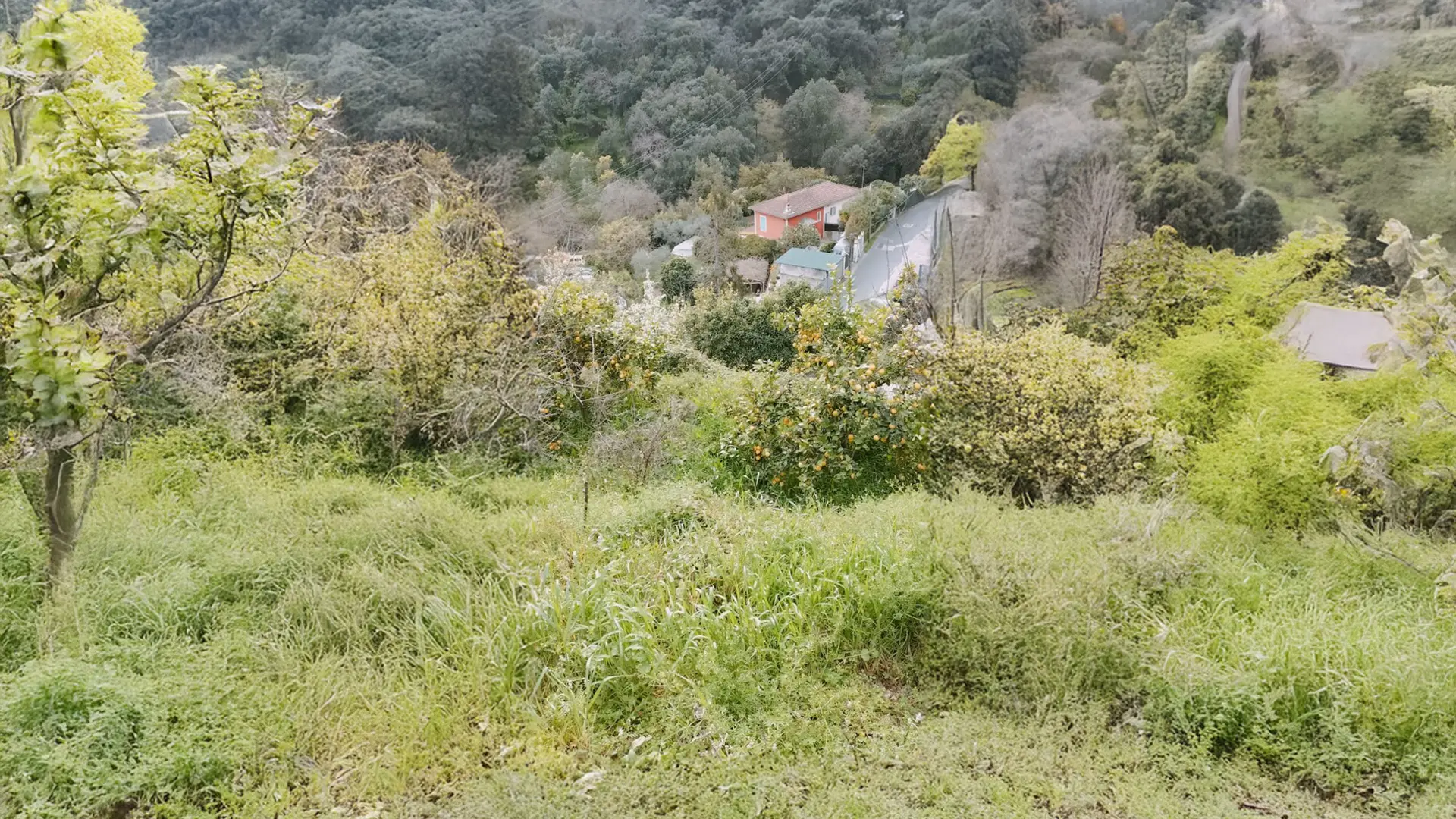 Citronnier dans un champs, photo initiale en format portrait, suite du paysage réalisé par l'IA