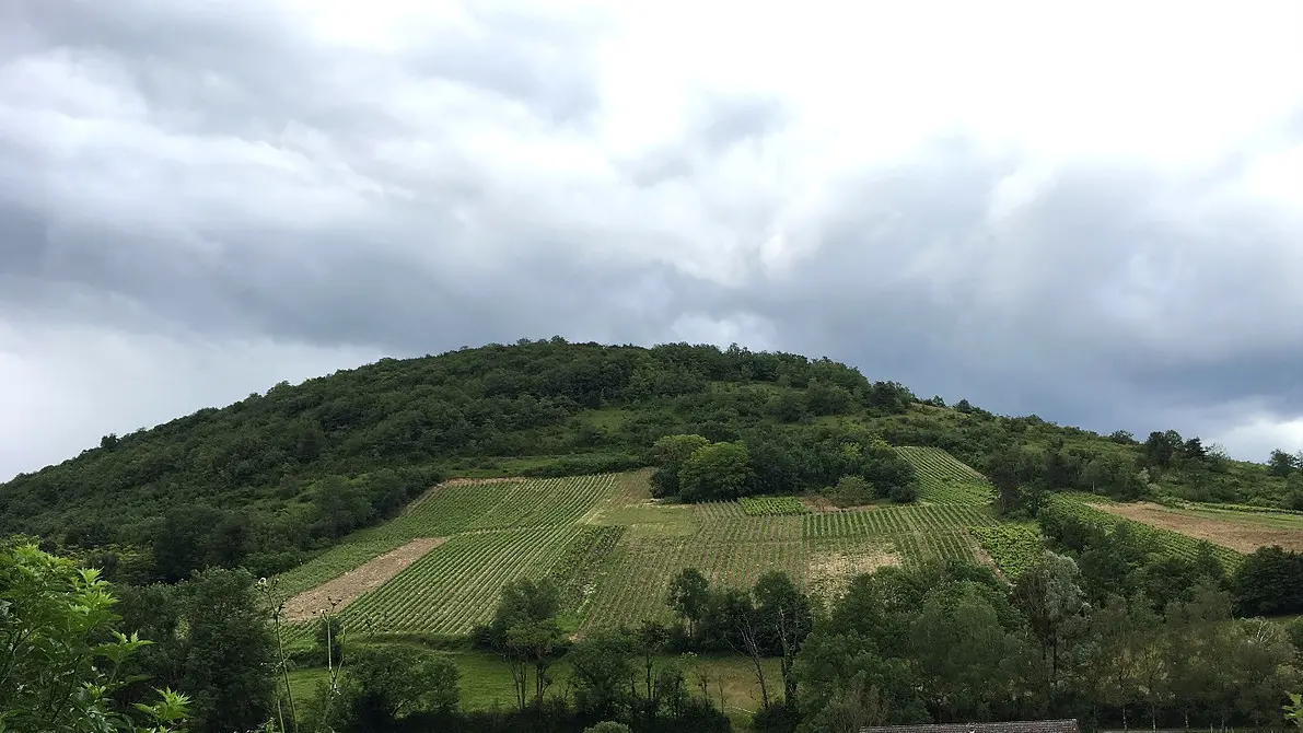 Les vignes