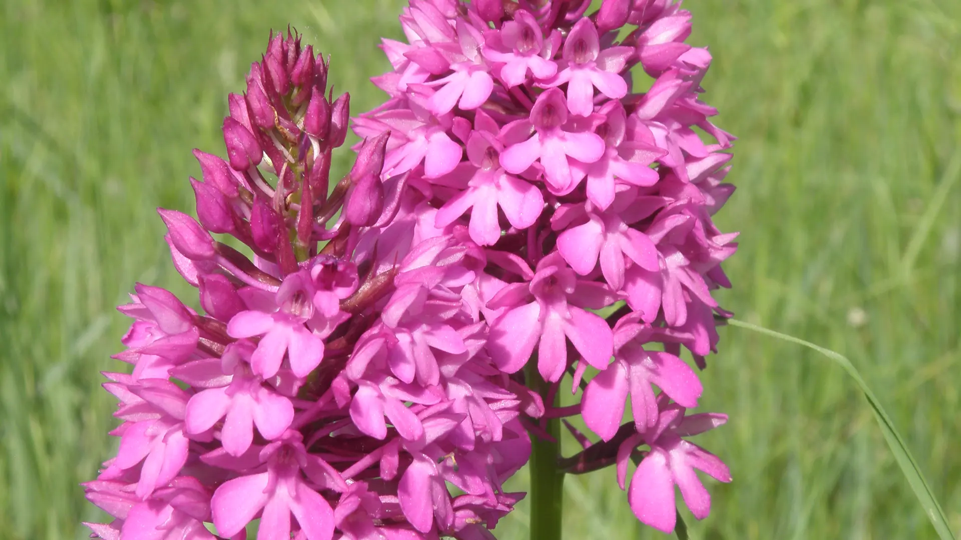 Orchis pyramidal