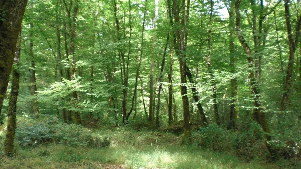 La Forêt de Branviiel