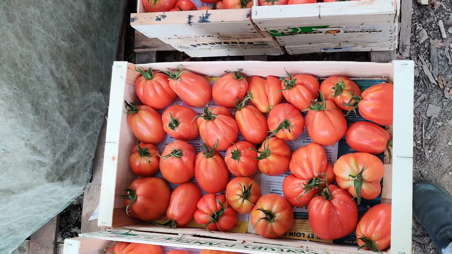 Felix Paysan_Callian