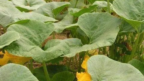 Les Jardins de la Rainette 1