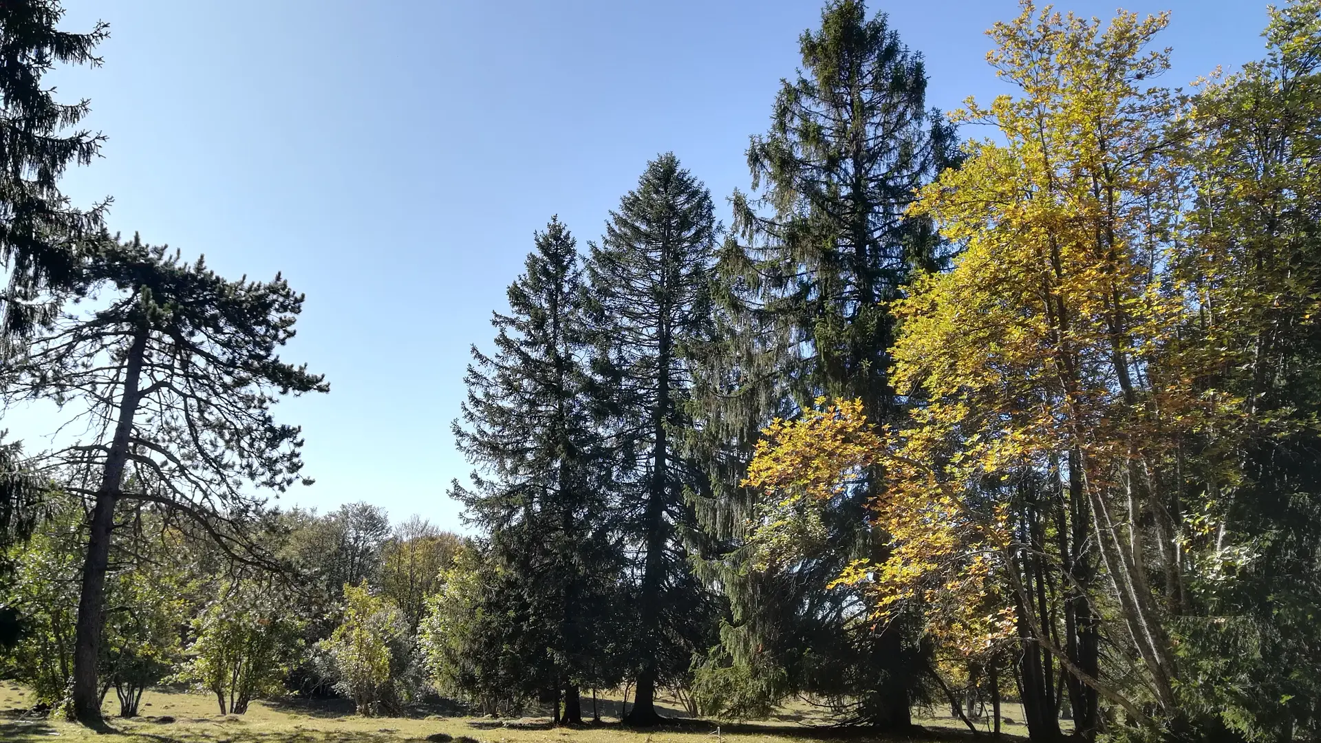 Bain de forêt avec Activ'Plein Air