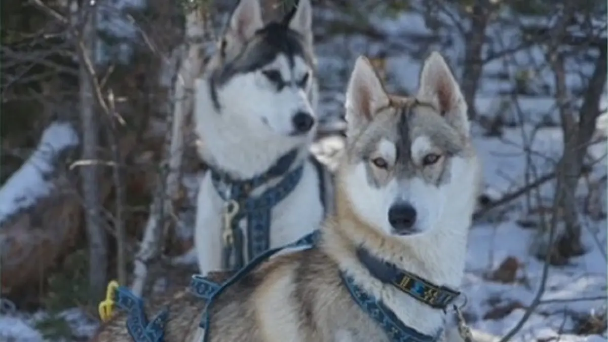 Qanittak Chiens de traîneaux