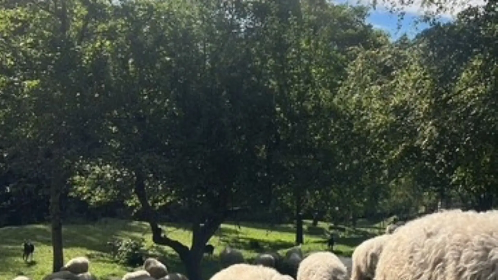 Chèvre et brebis dans un champs
