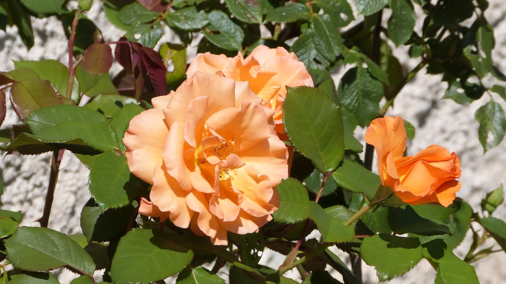 Les rosiers