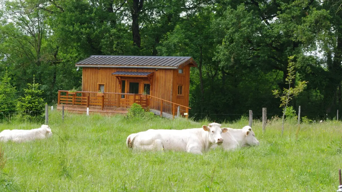 VACHES DEVANT TINY