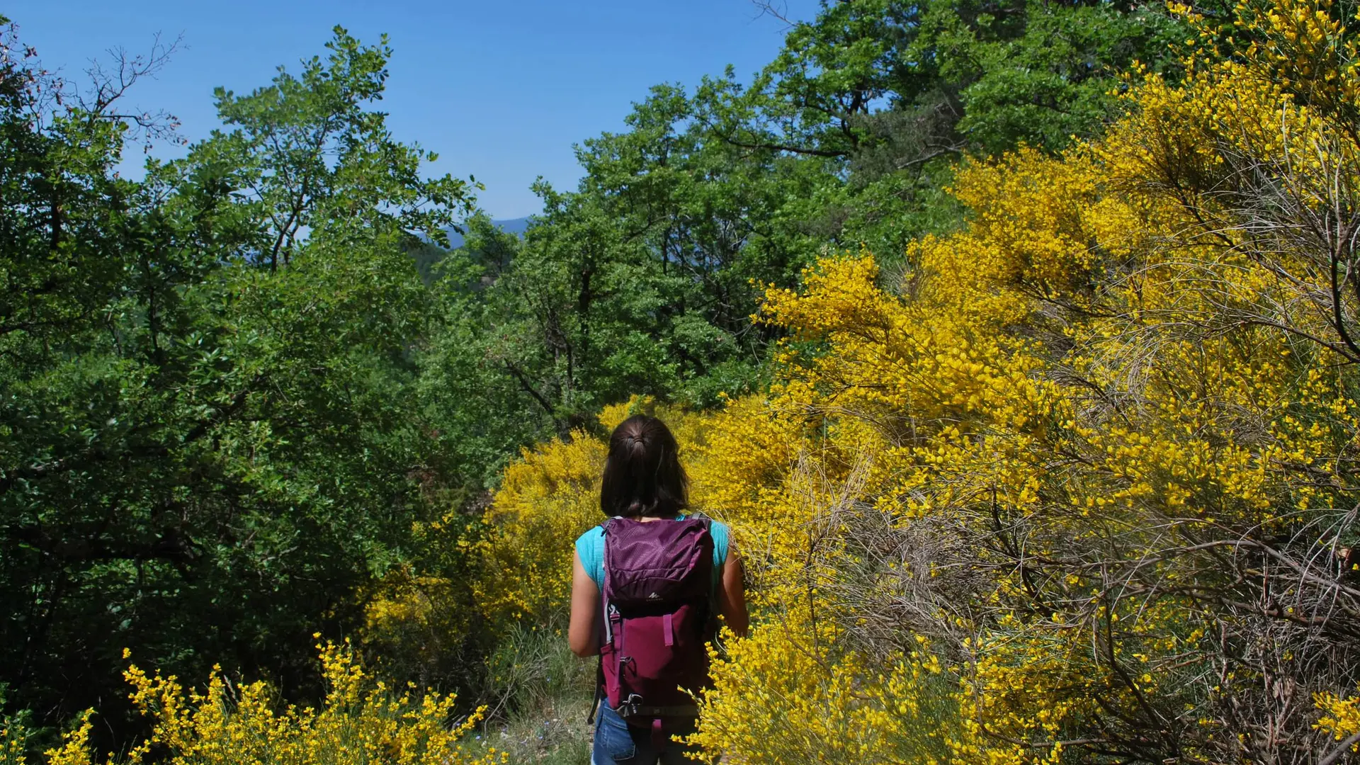Les genêts bordent le sentier