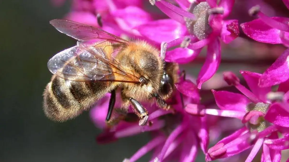 Détail, abeille