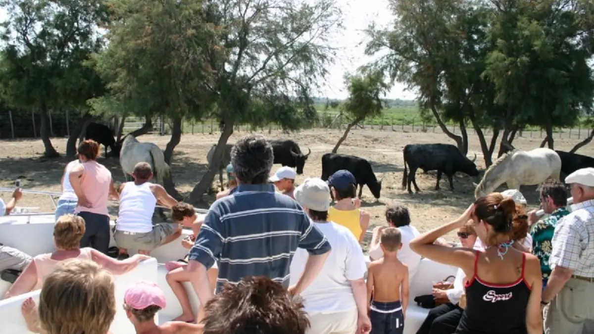 Sorties en camargue Les Quatre Maries