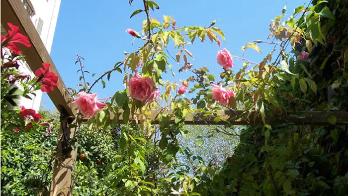 roses dans le jardin