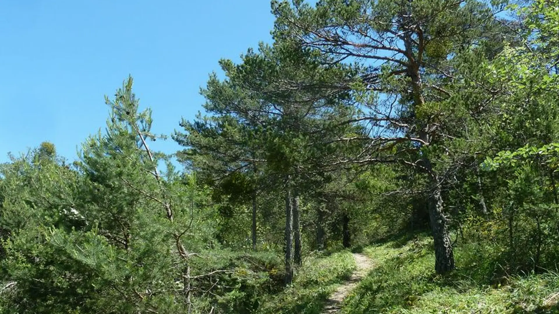 Traversée de la forêt domaniale