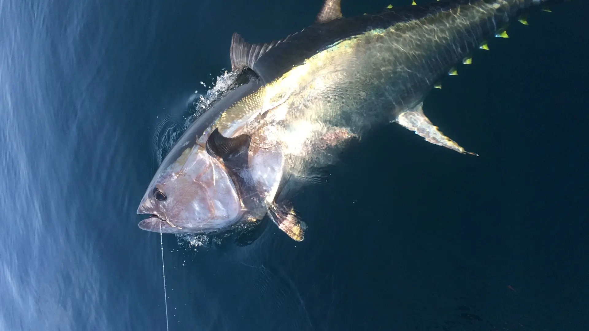 Pêche en mer au gros